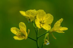 Flower of Mustard Plant.jpg