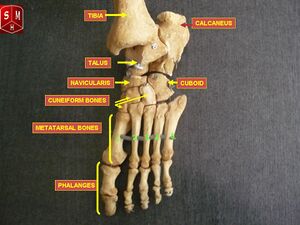 Foot bones - tarsus, metatarsus and phalanges.jpg