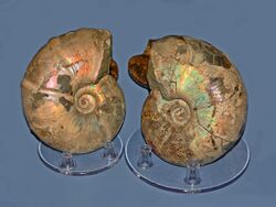 Gasteropods - Ammonites - Desmoceras sp..JPG