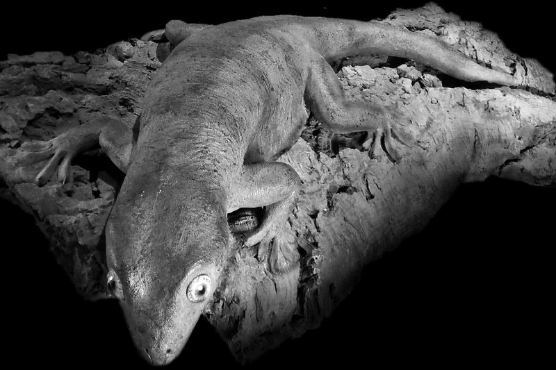 File:Gecko de Delcourt Hoplodactylus delcourti Hoplodactylus delcourti GLAM MHNL 2016.jpg