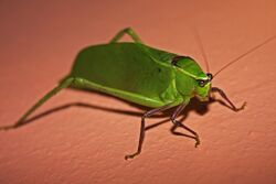 Giant Katydid (Stilpnochlora couloniana) (8575064304).jpg