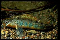 Gilt Darter.jpg