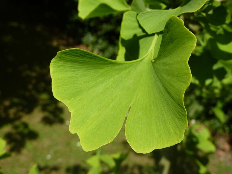File:Ginko bilboa 'King of Dongting' (Ginkgoaceae) leaves.JPG