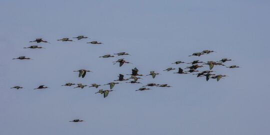 Glossy ibis (Plegadis falcinellus) flock in flight.jpg