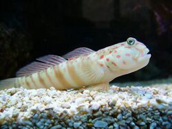 Gobius melanopus - 1.jpg