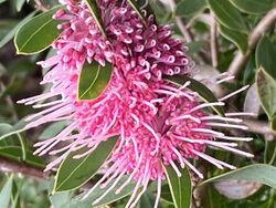 Hakea "Burrendong Beauty" 02.jpg