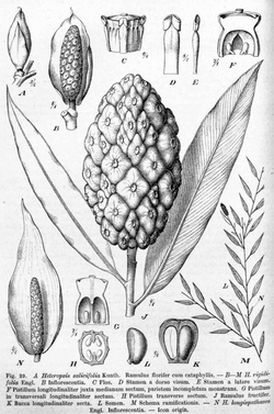 Heteropsis salicifolia DPR.png