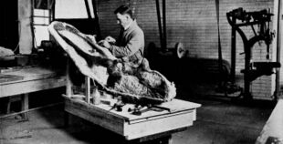 Fossil hunter George F. Sternberg preparing a fossil skull of the dinosaur Chasmosaurus