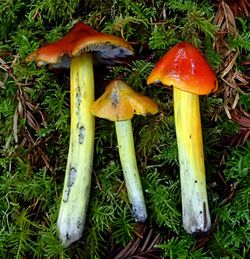 Hygrocybe singeri 702440.jpg