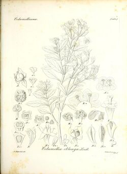 Iconographia generum plantarum (11464877944).jpg