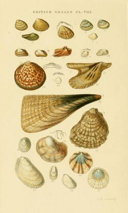 Illustrated Index of British Shells Plate 08.jpg