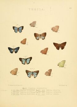 Illustrations of diurnal Lepidoptera 82.jpg