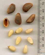 Unshelled and shelled Korean pine nuts