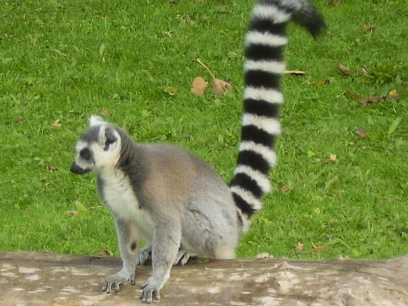 File:Lemur-ring-tailed.JPG