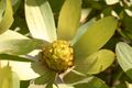 Leucadendron tinctum2 (89035834).jpg