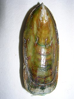 Lingula anatina 7 .JPG