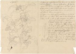 Luigi Balugani - Logheta (Grewia ferruginea) - B1977.14.9078 - Yale Center for British Art.jpg