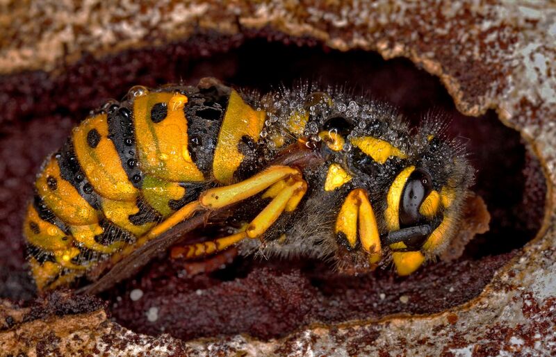 File:Macrophotography of Vespula germanica, Queen in hibernation, awaits spring to awaken and establish a new insect colony.jpg