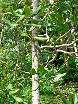 Magnolia sharpii 2.jpg