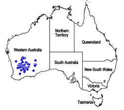 Map.Hemiphora elderi.jpg