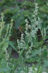 Melganzenvoet bloeiwijze Chenopodium album.jpg