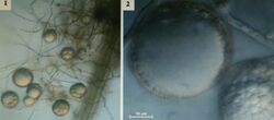 Photomicrographs of "Glomus iranicum" var. "tenuihypharum". External mycelial network and extra-root spores (1) and details of walls of individual spores (2)