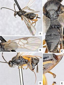 Microgaster deductor (10.3897-zookeys.920.39128) Figure 147.jpg