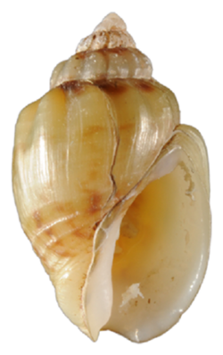Nassodonta dorri shell.png