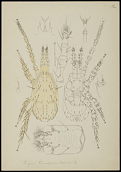An illustration of the exterior anatomy of Veigaia transisalae including dorsal and ventral views