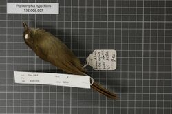 Naturalis Biodiversity Center - RMNH.AVES.82299 2 - Phyllastrephus hypochloris (Jackson, 1906) - Pycnonotidae - bird skin specimen.jpeg