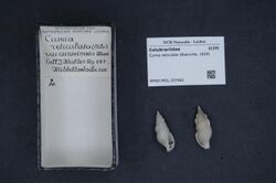 Naturalis Biodiversity Center - RMNH.MOL.207682 - Cumia reticulata (Blainville, 1829) - Colubrariidae - Mollusc shell.jpeg