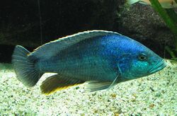 Nimbochromis polystigma (mature male, breeding dress).jpg