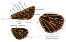 Noctuidae wings venation