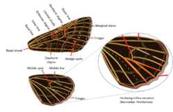 Noctuidae Wings.png