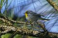 Olive-capped Warbler, Cuba 1.jpg