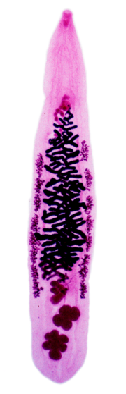 An adult "Opisthorchis viverrini" showing (from top) oral sucker, pharynx, caecum, ventral sucker, vitellaria, uterus, ovary, Mehlis gland, testes, excretory bladder.