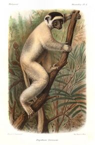 Drawing of a medium-sized lemur—a sifaka—with a dark crown clings vertically to a tree