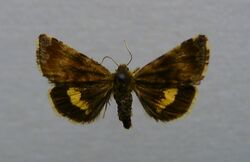 Panemeria tenebrata.jpg