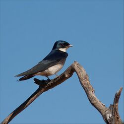Pearl-breasted Swallow by CraigAdam.jpg