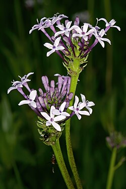 Pentanisia angustifolia 1DS-II 1-1772.jpg