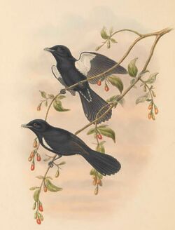 Piezorhynchus axillaris - The Birds of New Guinea (cropped).jpg