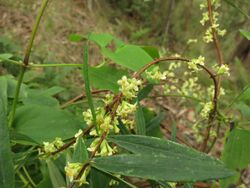 Pimelea axiflora Otway Ranges IMG 4630 (9756486471).jpg