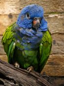 A green parrot with a blue head and dark-grey eye-spots