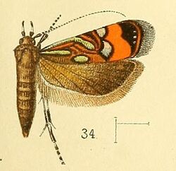 Pl.4-fig.34-Tricyanaula metallica (Walsingham, 1891) (Strobisia).jpg