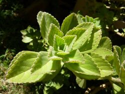 Plectranthus neochilus, Pretoria.jpg