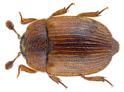 Pocadius ferrugineus (Fabricius, 1775) (29514769300).png