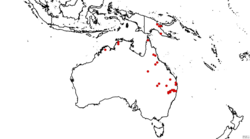 Polygala linariifolia recordings in Australia and New Guinea, June 2023.png