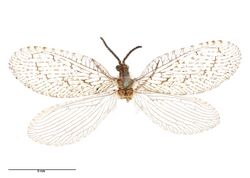 Protobiella zelandica Tillyard, 1923 (AM AMNZ75284-1).jpg