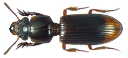 Pseudoclivina grandis (Dejean, 1826).png