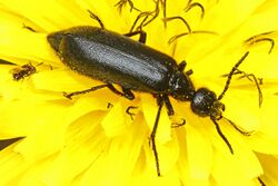 Punctate Blister Beetle - Epicauta puncticollis, Gilroy, California.jpg